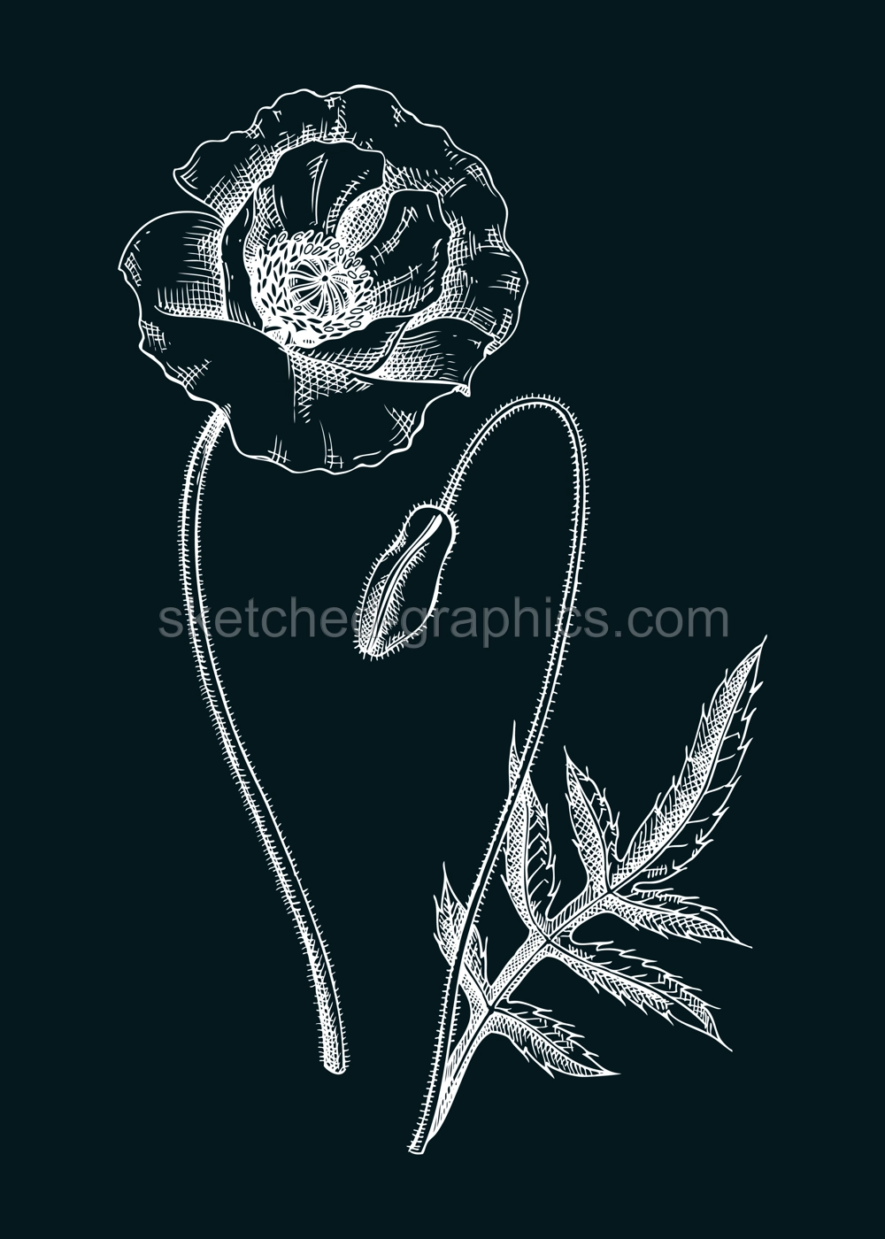 Red poppy vector illustration. Hand drawn summer flower sketch. Wildflower drawing on chalkboard. Meadows or woodlands flowering plant. Floral design element in engraved style Illustration